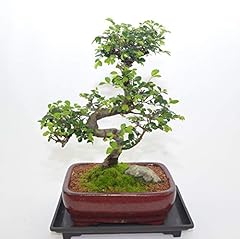Indoor bonsai chinese for sale  Delivered anywhere in USA 