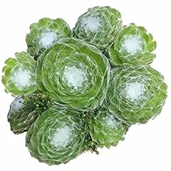 Live succulent inch for sale  Delivered anywhere in USA 