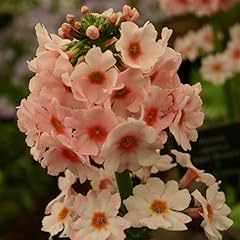 Primula japonica apple for sale  Delivered anywhere in UK