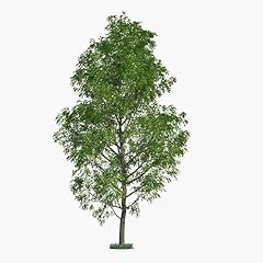Hybrid poplar tree for sale  Delivered anywhere in USA 