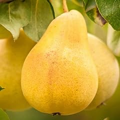 Bartlett pear tree for sale  Delivered anywhere in USA 