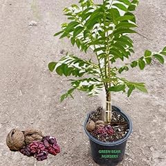 Chandler red walnut for sale  Delivered anywhere in USA 