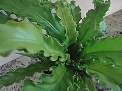 Bird nest fern for sale  Delivered anywhere in USA 