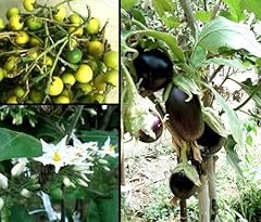 100 seeds solanum usato  Spedito ovunque in Italia 