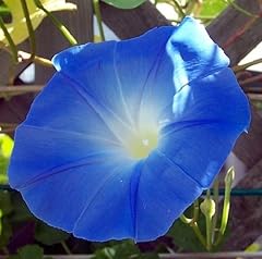 Morning glory heavenly for sale  Delivered anywhere in USA 