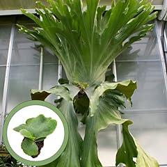 Platycerium wandae staghorn for sale  Delivered anywhere in USA 