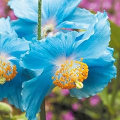 Garden meconopsis hardy for sale  Delivered anywhere in Ireland
