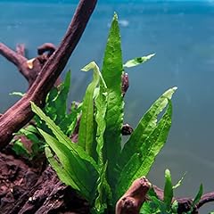 Substratesource java fern for sale  Delivered anywhere in USA 