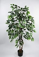 Ficus excotica 120cm gebraucht kaufen  Wird an jeden Ort in Deutschland