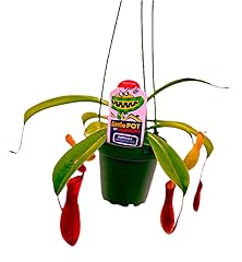 Live nepenthes carnivorous for sale  Delivered anywhere in USA 