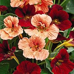 Nasturtium rumba mix for sale  Delivered anywhere in UK