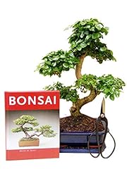Bonsai geschenk set gebraucht kaufen  Wird an jeden Ort in Deutschland