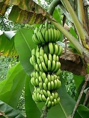 Graines bananes paradis usato  Spedito ovunque in Italia 