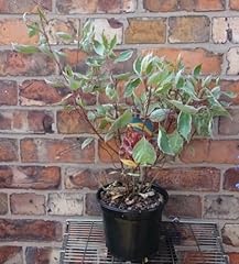Cornus alba miracle for sale  Delivered anywhere in UK
