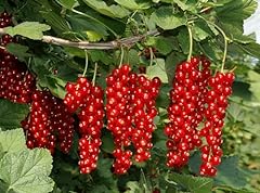 Ribes rosso ribes usato  Spedito ovunque in Italia 
