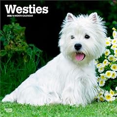 West highland white gebraucht kaufen  Wird an jeden Ort in Deutschland