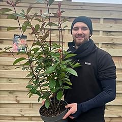 Established photinia red for sale  Delivered anywhere in UK