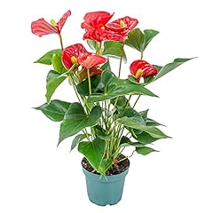 Anthurium aristo rot gebraucht kaufen  Wird an jeden Ort in Deutschland