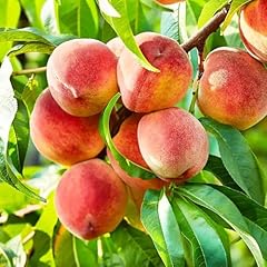Nemaguard peach fruit for sale  Delivered anywhere in USA 