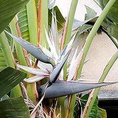 Strelitzia nicolai seeds for sale  Delivered anywhere in USA 