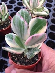 Variegated jade plant for sale  Delivered anywhere in USA 