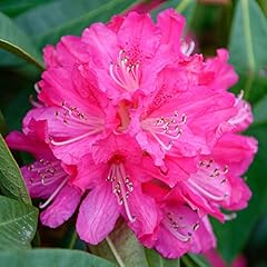 Rhododendron germania evergree for sale  Delivered anywhere in UK