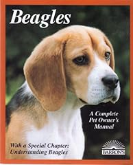 Beagles for sale  Delivered anywhere in UK