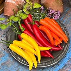 Chilli pepper fiesta for sale  Delivered anywhere in UK