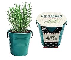 Buzzy seeds rosemary for sale  Delivered anywhere in USA 