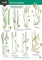 Common grasses for sale  Delivered anywhere in UK