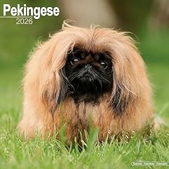 Pekingese 2026 calendar for sale  Delivered anywhere in UK