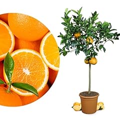 Rangerie rangenbaum grande gebraucht kaufen  Wird an jeden Ort in Deutschland