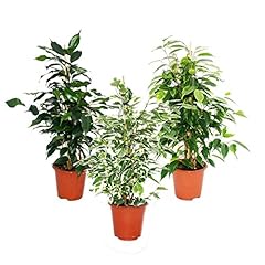 Exotenherz ficus benjamini gebraucht kaufen  Wird an jeden Ort in Deutschland