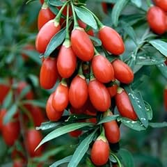 Goji berry plants for sale  Delivered anywhere in USA 