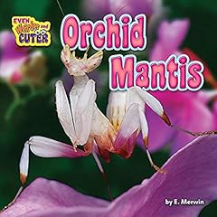 Orchid mantis for sale  Delivered anywhere in UK