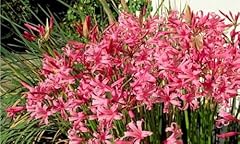 Nerine bowdenni bulbs for sale  Delivered anywhere in UK