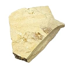 Carpopenaeus callirostris crab for sale  Delivered anywhere in USA 