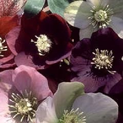 Viridis hortus helleborus for sale  Delivered anywhere in Ireland