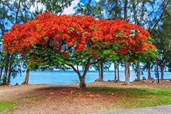 Seeds delonix regia for sale  Delivered anywhere in USA 