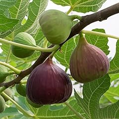 Garden fig tree for sale  Delivered anywhere in Ireland