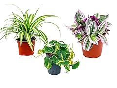 Air purifying plants for sale  Delivered anywhere in UK