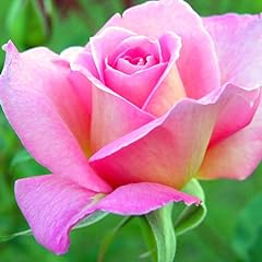 Pink rose bush for sale  Delivered anywhere in USA 