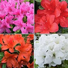 Gardenersdream mixed azalea for sale  Delivered anywhere in UK