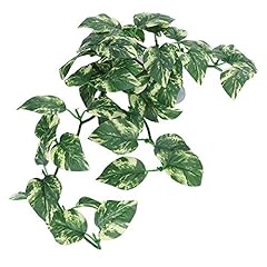 Vignes reptiles plantes d'occasion  Livré partout en France