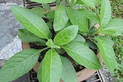 Longevity spinach starter for sale  Delivered anywhere in USA 