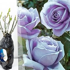 Fragrant purple bush for sale  Delivered anywhere in UK