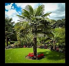 Trachycarpus fortunei semi for sale  Delivered anywhere in Ireland