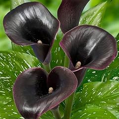 Black passion zantedeschia gebraucht kaufen  Wird an jeden Ort in Deutschland