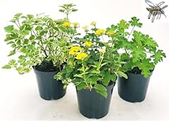 Powers flowers tris usato  Spedito ovunque in Italia 