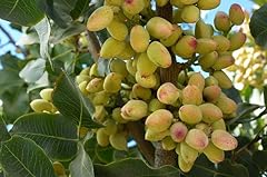Vero albero di pistacchio (Pistacia vera) - + ♀ Vedi varianti, frutta commestibile (1+4), usato usato  Spedito ovunque in Italia 